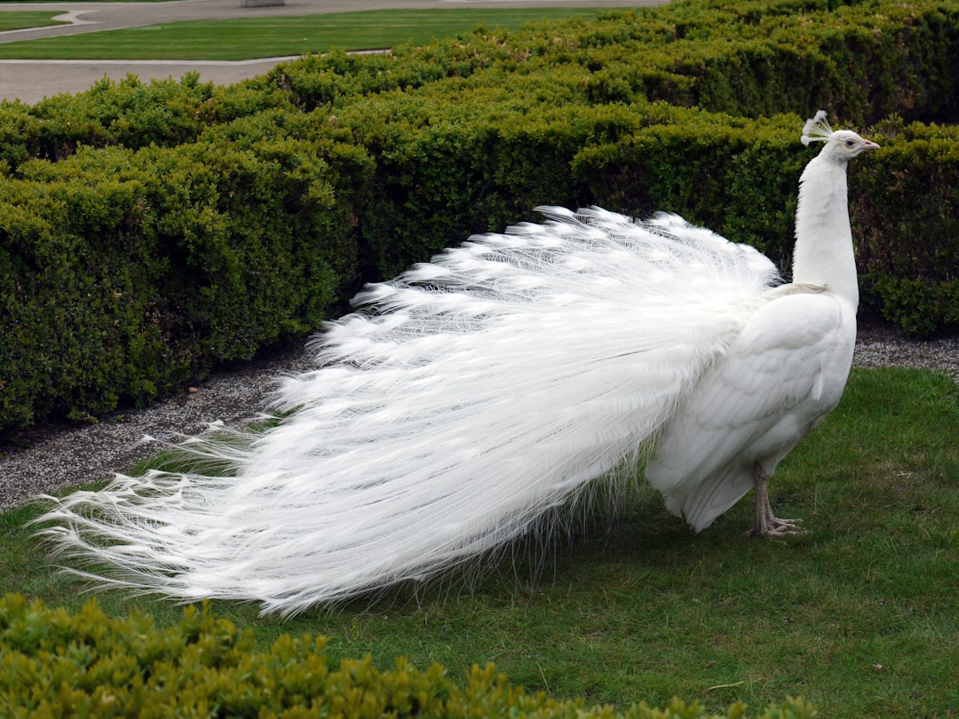 Photo Peacock, Feathers